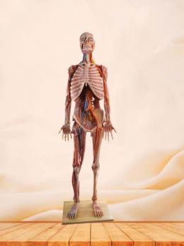 High Simulation Human Body Model