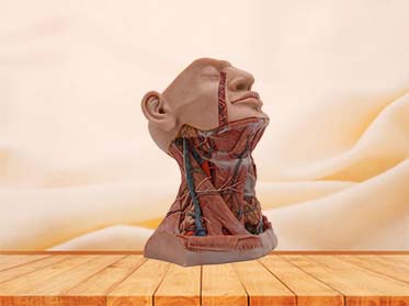 High simulation sagittal section of neck anatomy model for sale