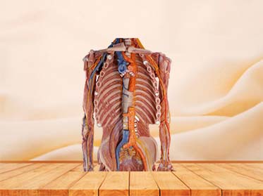 high simulation human body model for sale