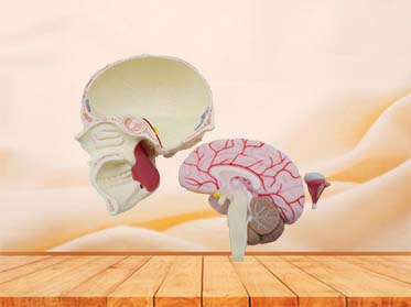 Human Skull, Brain and Masseter Relationship Model