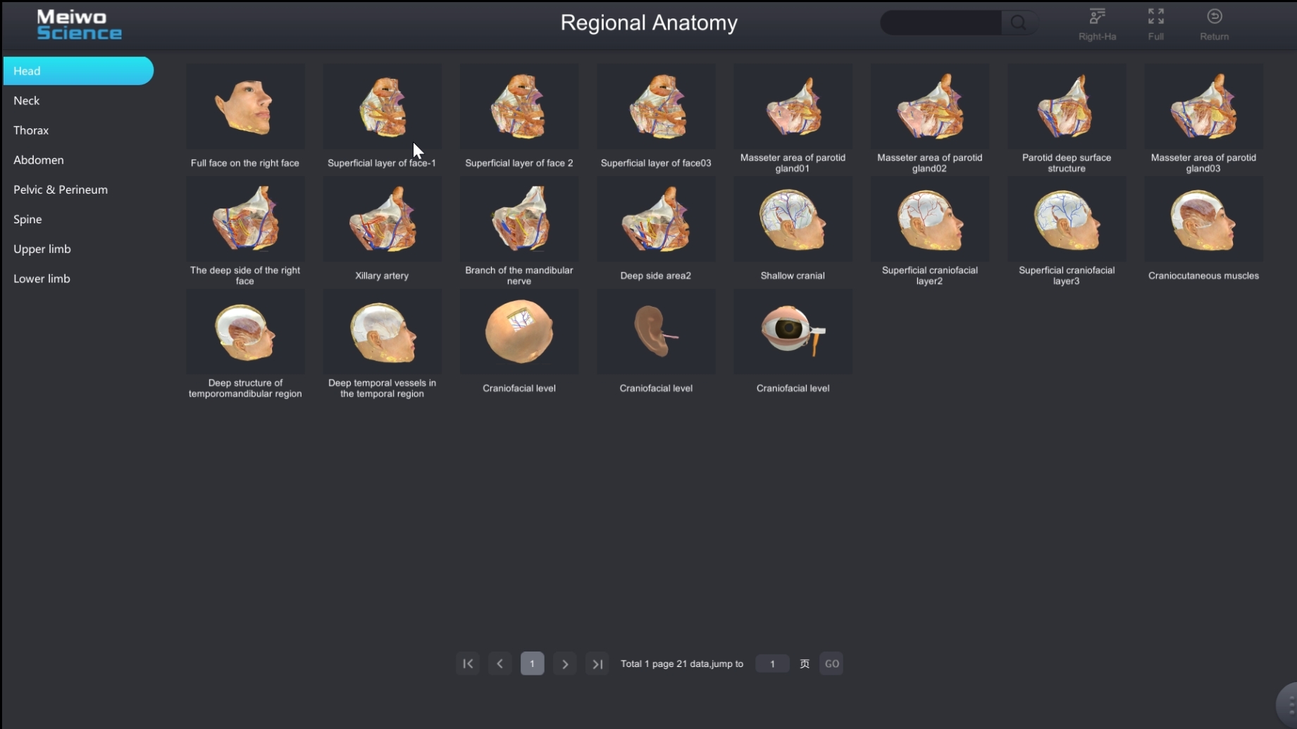 regional anatomy