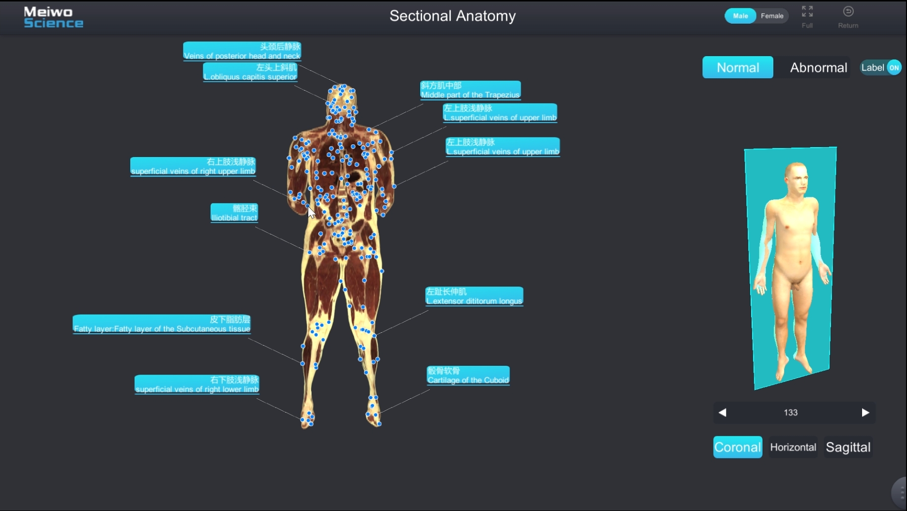 sectional anatomy