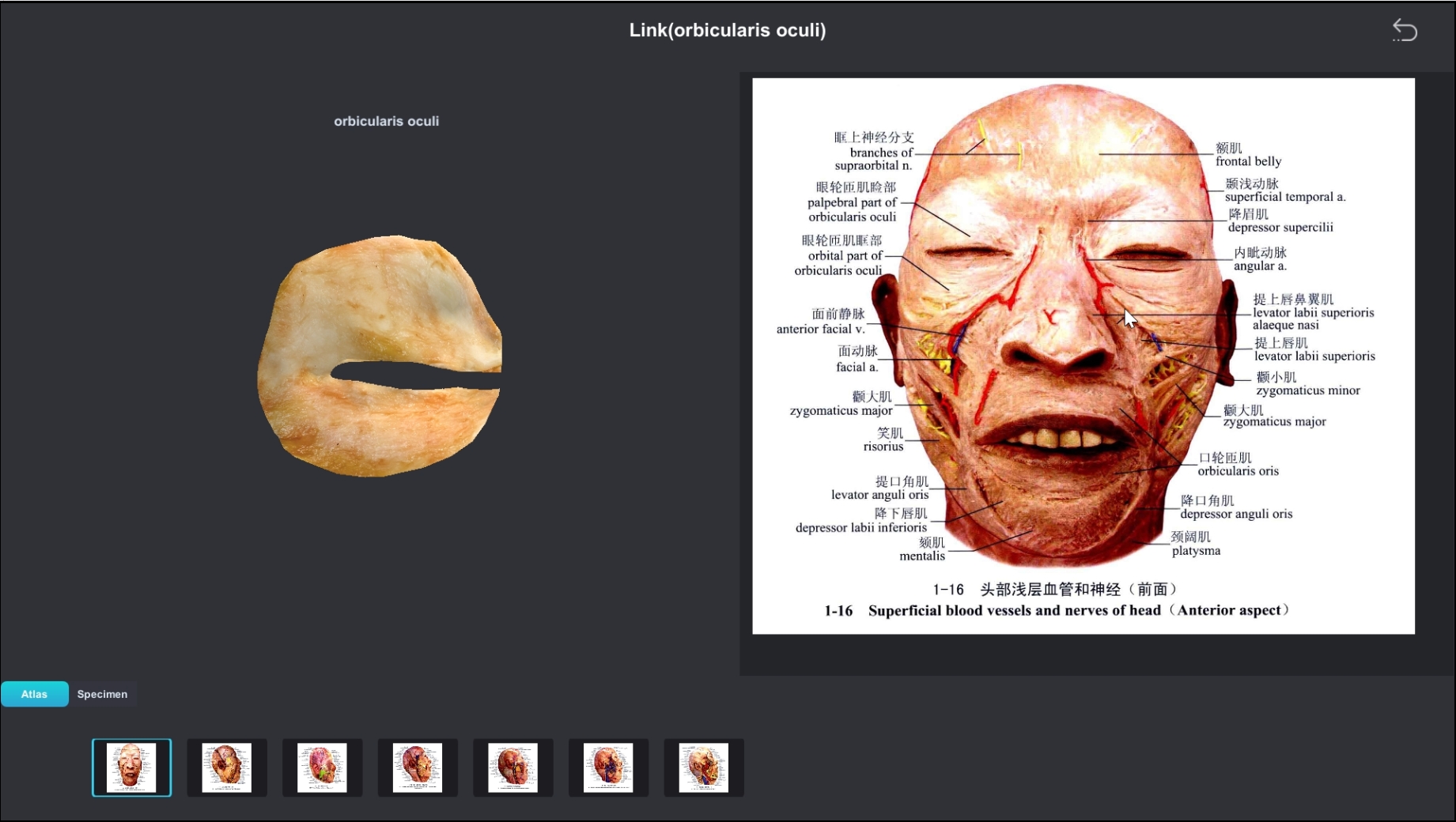 digital specimen and atlas