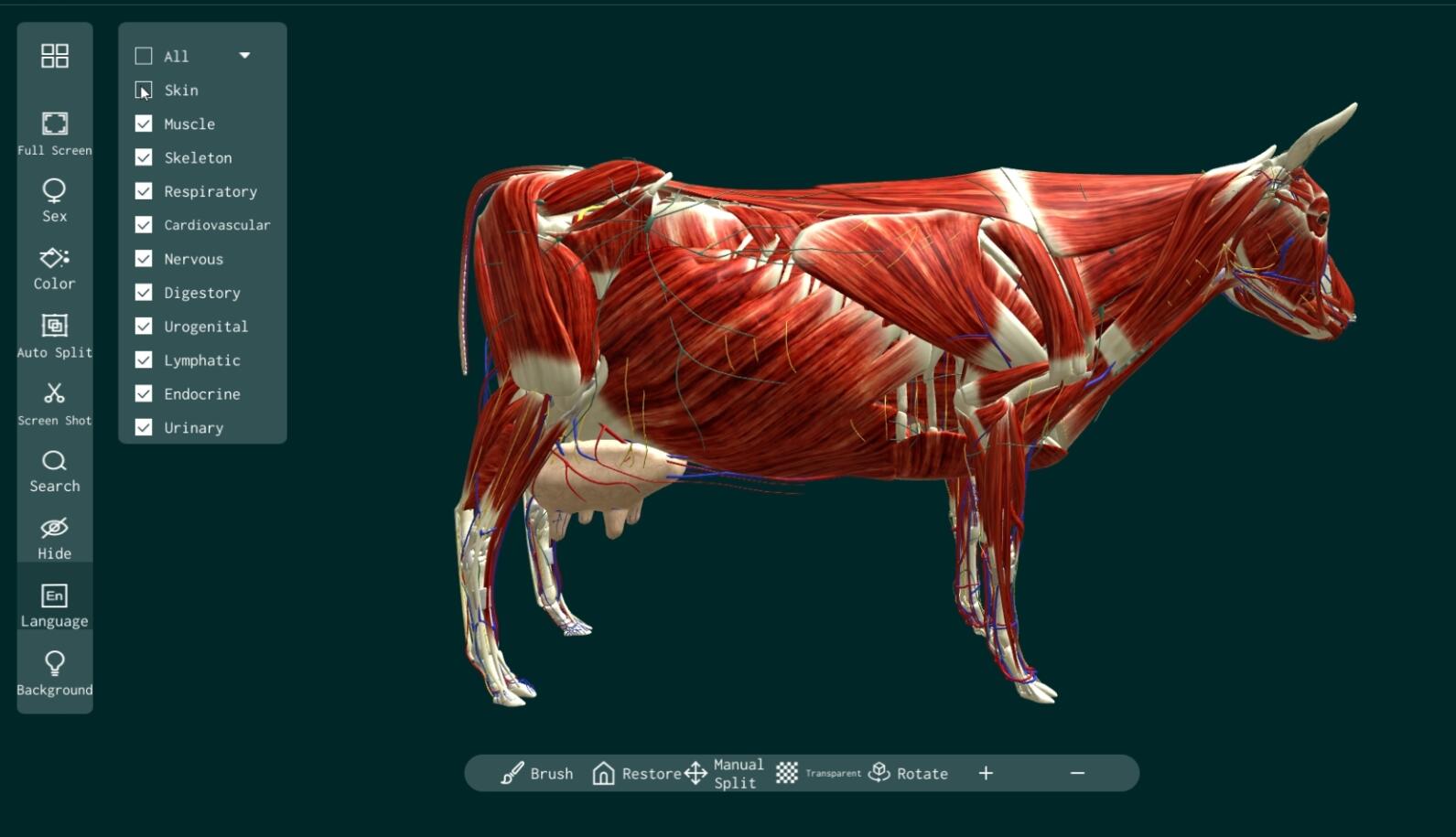 cattle anatomy software