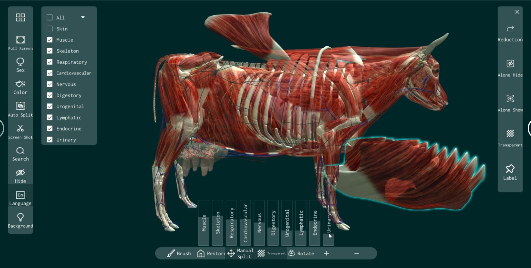 meiwo veterinary anatomy software