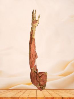 Deep muscles of upper limb plastinated specimen