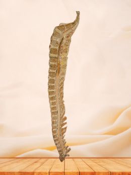 Median sagittal section of vertebral column plastinated specimen