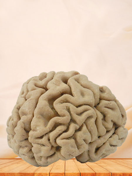 Human coronal section of brain plastination