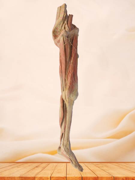 Superficial vein and nerve of lower limb plastination