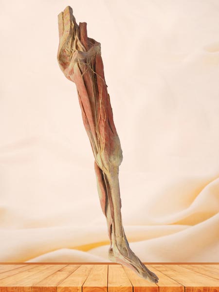 artery of lower extremity plastination human specimen