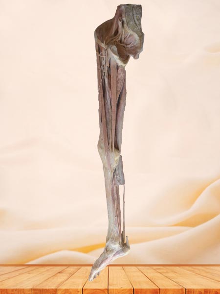 artery of lower limb plastinated specimen