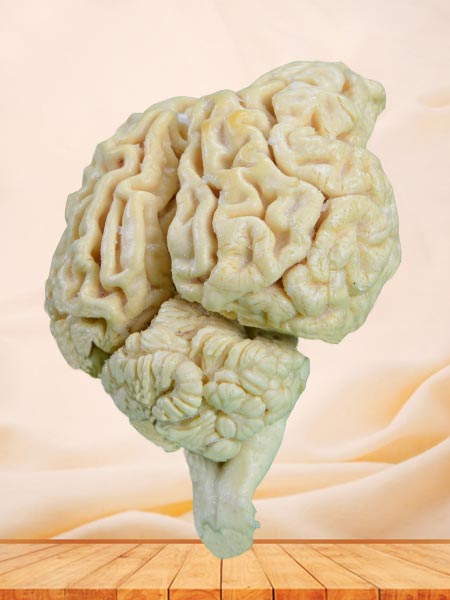 brain of sheep specimen plastination