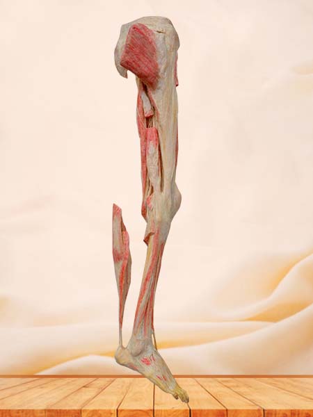 human lower limb plastinated specimen
