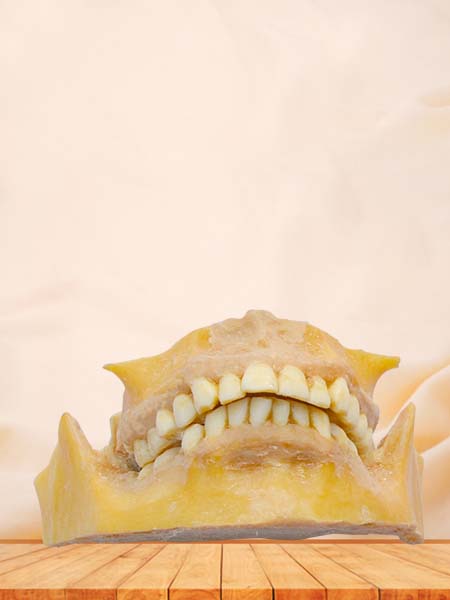 human permanent teeth