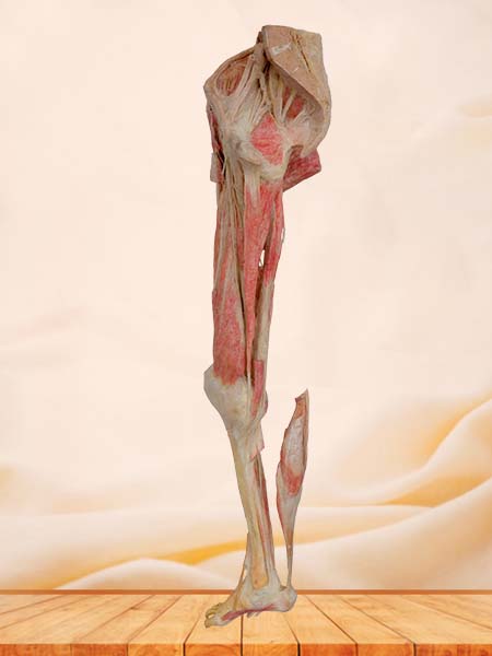 lower limb plastinated specimen