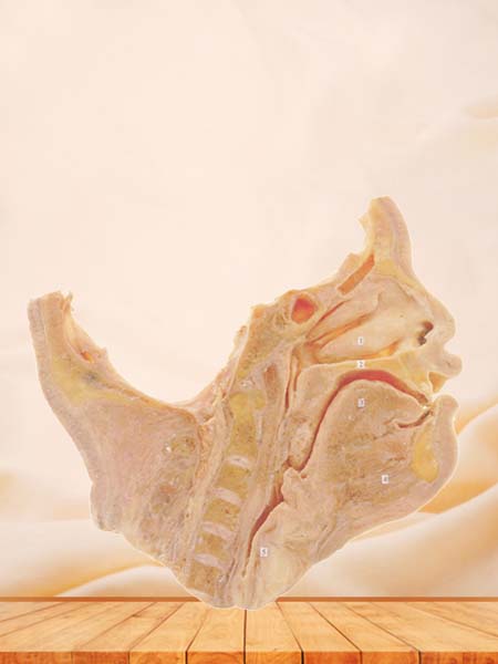 saggital section of head and neck