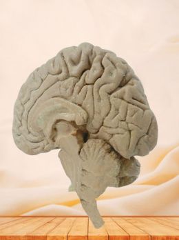 Median sagittal section of brain plastinated specimen