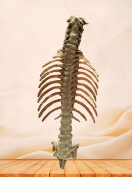 Human vertebral column plastinated specimen