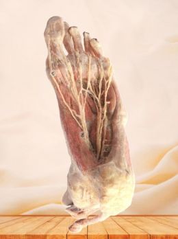 Plantar artery of foot plastinated specimen