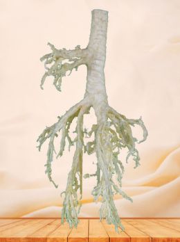 Bronchial tree of sheep plastinated specimen