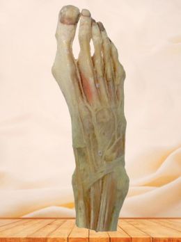 Dorsal artery of foot plastinated specimen