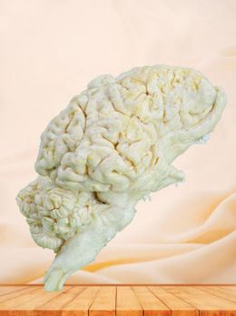 Brain of cattle plastinated specimen