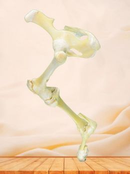 Posterior limb joint of cattle plastinated specimen