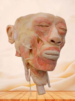 Head with pharynx plastinated specimen