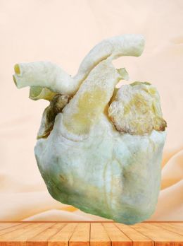 Heart of pig plastinated specimen