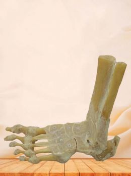 Horizontal section of foot joint plastinated specimen