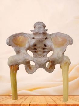 Male pelvis and hip joint plastinated specimen