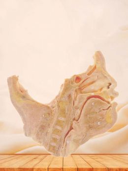 Saggital section of head and neck plastinated specimen