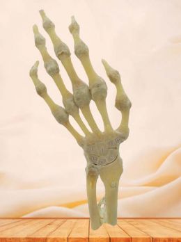 Section of hand joint plastinated specimen
