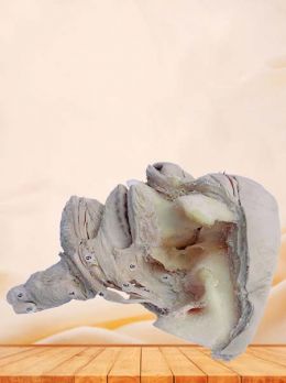 Side view of pharyngeal muscle plastinated specimen