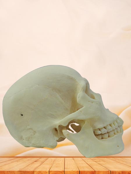 super human skull teaching specimen