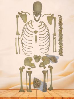 Superior bones of human whole body specimen