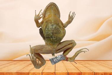 Bullfrog plastinated specimen