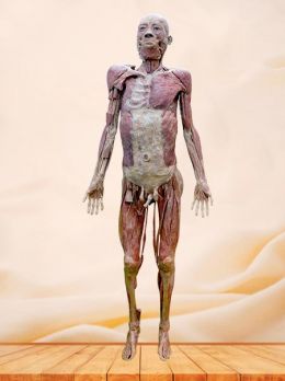 Muscles of whole body plastinated specimen