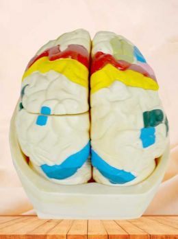 Human brain cortex model