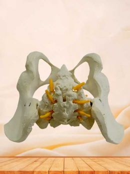 Female pelvis model