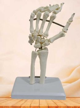 Human hand bone model