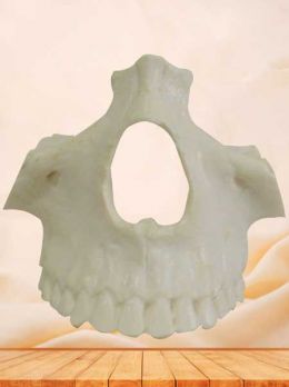 Human nasal bone model