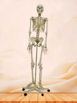 Medical plastic human skeleton model