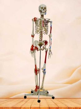 Human skeleton model with muscles and joint ligaments