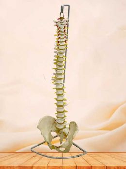 Human spinal column model with pelvis