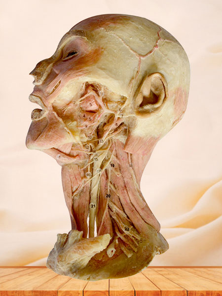 Deep vascular nerve of head and neck