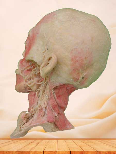 Deep vascular nerve of head and neck
