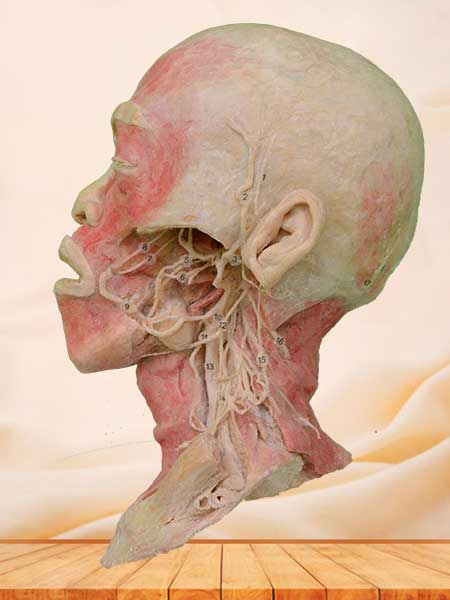 Deep vascular nerve of head and neck specimen