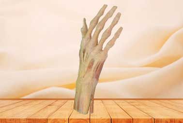 Superficial muscle of hand