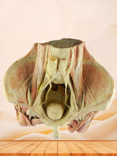 Male pelvic organs plastinated cadavers
